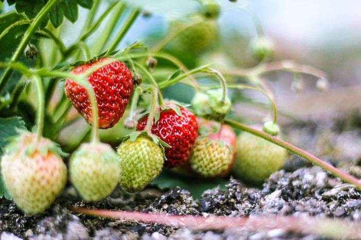 San Mauro, entra nel vivo la tradizionale festa delle Fragole San Mauro, entra nel vivo la tradizionale festa delle Fragole