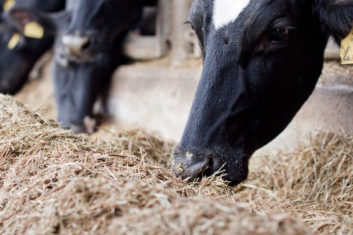 Le mucche sane e genuine di Cascina Fontanacervo pascolano a Degusté Le mucche sane e genuine di Cascina Fontanacervo pascolano a Degusté