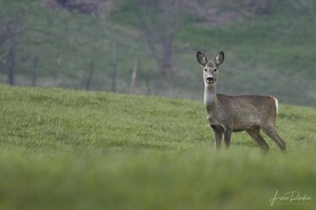 Capriolo salvato dalle acque della diga del Pascolo