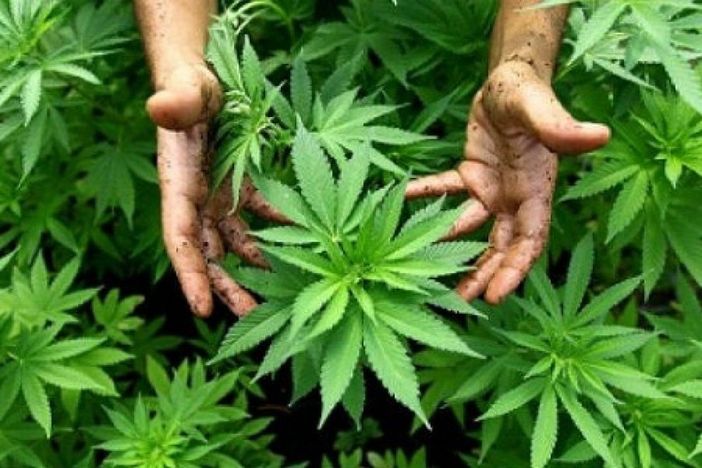 Avigliana, coltivava marijuana nel giardino di casa: arrestato Avigliana, coltivava marijuana nel giardino di casa: arrestato