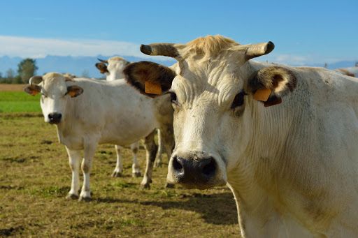 Coldiretti Piemonte: &quot;No alla tassa sulla carne&quot;