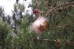 Nidi di processionaria, in corso la rimozione in tutta la città