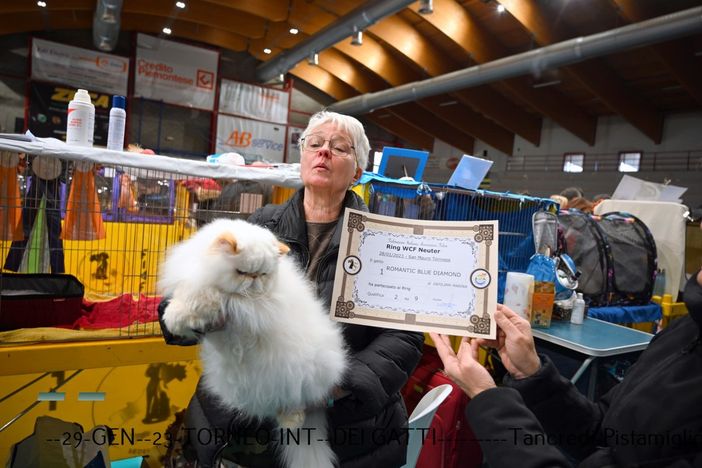 concorso di bellezza per i gatti