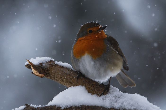 Bardonecchia, “Natura in sogno - un cammino di luce”: mostra fotografica di Maria Laura Verdoia