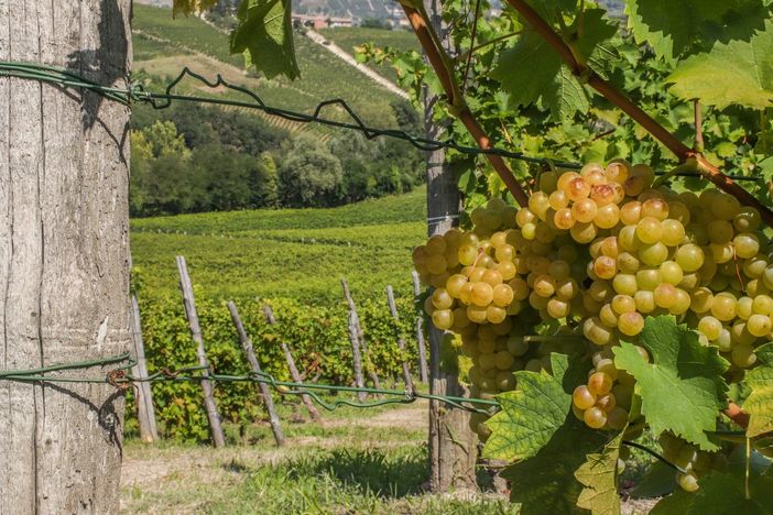 La Regione tende la mano alle aziende vinicole del Piemonte: un bando da 3 milioni a sostegno delle aziende La Regione tende la mano alle aziende vinicole del Piemonte: un bando da 3 milioni a sostegno delle aziende