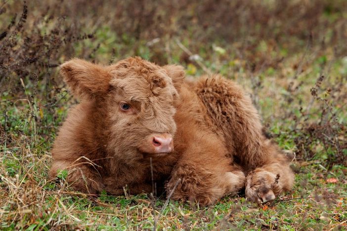 vitellino orti generali vitellino orti generali