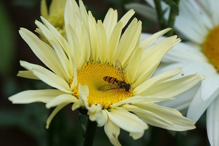 Tutti gli usi del piretro nell'agricoltura biologica Tutti gli usi del piretro nell'agricoltura biologica