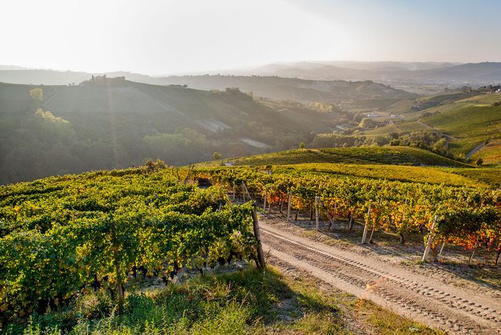 Nella cooperazione il segreto del successo: la storia della Cantina Pertinace di Treiso