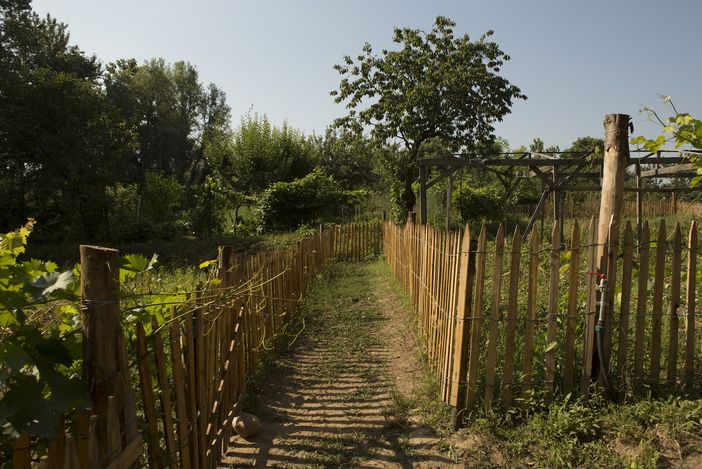 Orti Generali: le attività nella settimana della Giornata Nazionale degli alberi