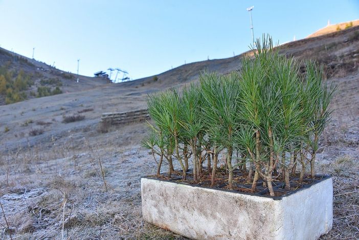 La Coppa del Mondo ha portato a Sestriere 1.500 piantine