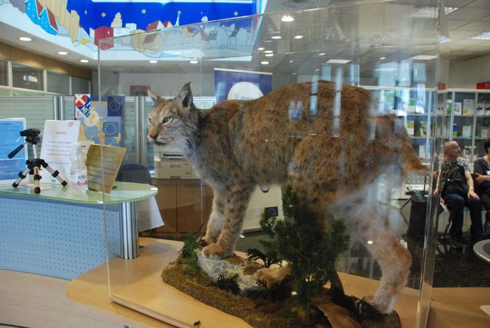 Nella Città Metropolitana esibita una lince imbalsamata: "Vogliamo che i cittadini ammirino l'esemplare" Nella Città Metropolitana esibita una lince imbalsamata: "Vogliamo che i cittadini ammirino l'esemplare"