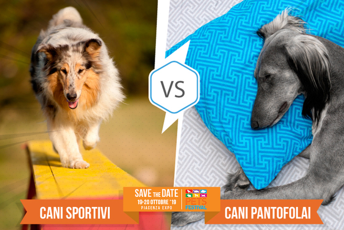 Partecipa al contest “Cani sportivi vs cani pantofolai” con Petsfestival Partecipa al contest “Cani sportivi vs cani pantofolai” con Petsfestival