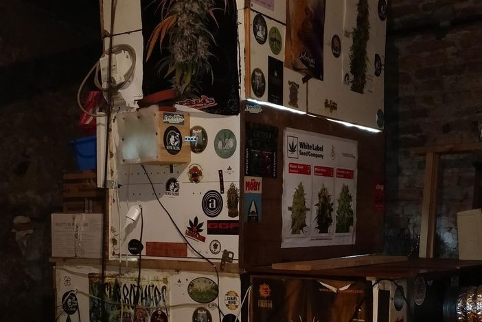 Una serra con musica e termosifoni per coltivare marijuana in casa: scovato dalla finanza di Torino