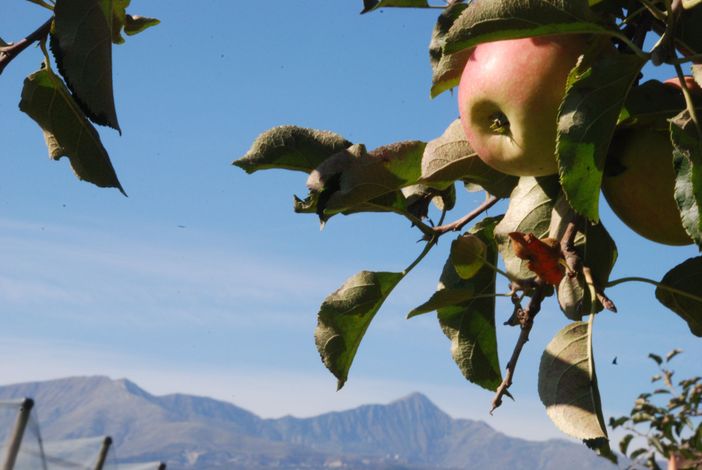 Sos frutta, blitz degli agricoltori in piazza: appuntamento martedì 22 novembre in piazza Castello Sos frutta, blitz degli agricoltori in piazza: appuntamento martedì 22 novembre in piazza Castello