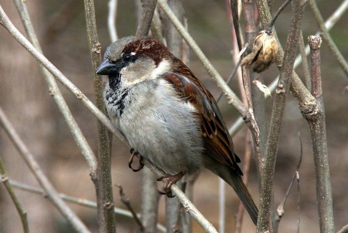 Parte da Torino il progetto Massimo Impatto, per proteggere la biodiversità di tutto il nord ovest Parte da Torino il progetto Massimo Impatto, per proteggere la biodiversità di tutto il nord ovest