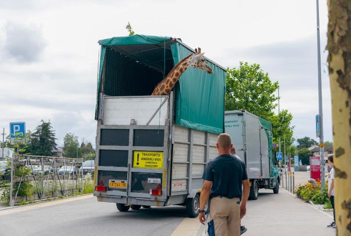Due giraffe si traferiscono al Bioparco di Zoom: il trasporto eccezionale dalla Svizzera