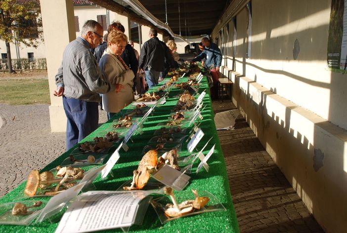 I segreti dei funghi in mostra al Borgo Medievale di Torino