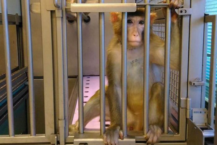 Il Tavolo Animali & Ambiente dice “no” alla sperimentazione sui macachi: "Finiti i test verranno uccisi" Il Tavolo Animali & Ambiente dice “no” alla sperimentazione sui macachi: "Finiti i test verranno uccisi"