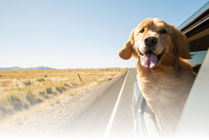 Sabato 15 luglio a Burolo gli esperti di PetPro