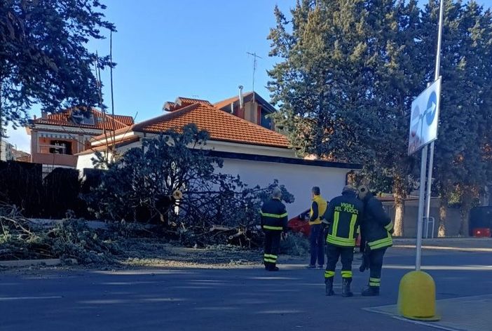 albero caduto nichelino albero caduto nichelino