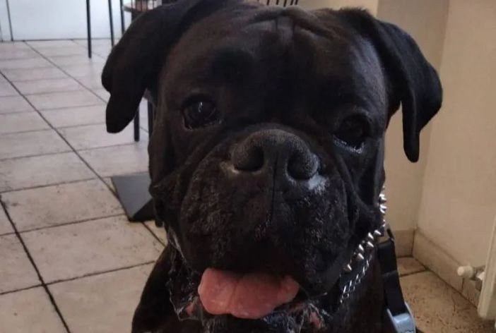 A Moncalieri intitolata a Yanez la nuova area cani di Borgo San Pietro