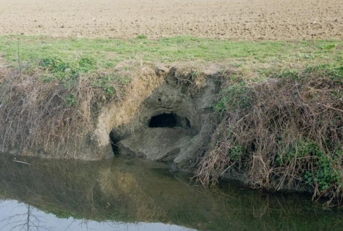 &quot;Una nutria non fa compagnia&quot;: parte la campagna della Cia a favore del piano di contenimento dei &quot;castorini&quot;