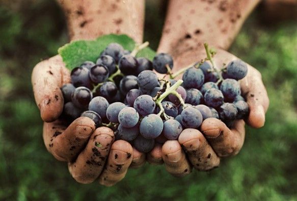 Vino Naturale: le ragioni per amarlo