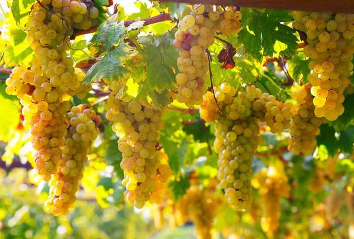 Vino, Coldiretti Piemonte: "+12% di export nel mondo ma pesano i rincari sui costi di produzione" Vino, Coldiretti Piemonte: "+12% di export nel mondo ma pesano i rincari sui costi di produzione"