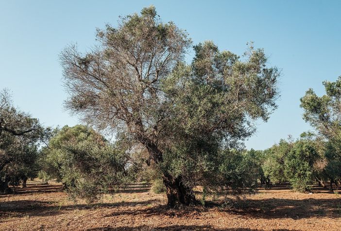 Cambiamenti climatici: Agroinnova in prima linea per l’Anno Internazionale della salute delle piante Cambiamenti climatici: Agroinnova in prima linea per l’Anno Internazionale della salute delle piante