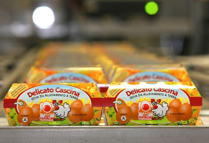 Buone e coccolate: le galline Fantolino ora fanno uova "Delicatissime" [VIDEO]