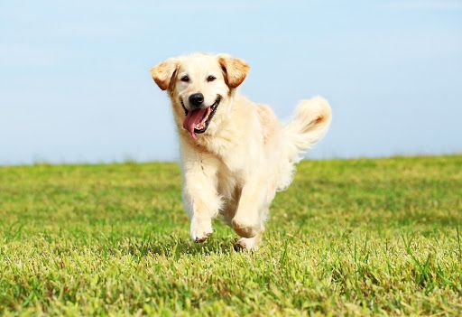 Moncalieri, un aiuto per i proprietari di cani nei giorni dell’emergenza coronavirus Moncalieri, un aiuto per i proprietari di cani nei giorni dell’emergenza coronavirus