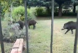 Nichelino, cighiali scorrazzano di fronte ad un giardino in zona Boschetto