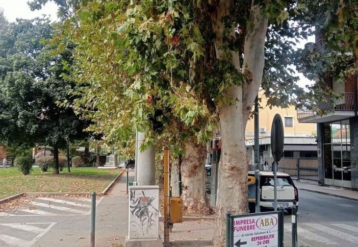 A Nichelino la vegetazione nasconde il semaforo di via San Francesco