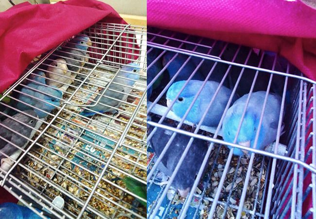 Voleva arrivare in Marocco nascondendo 37 uccellini in auto: scoperto e denunciato Voleva arrivare in Marocco nascondendo 37 uccellini in auto: scoperto e denunciato