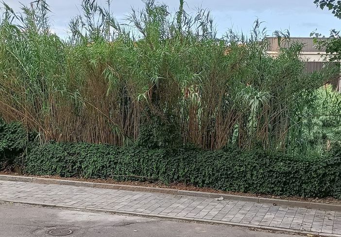 La 'giungla' lungo le sponde del Sangone accende la rabbia dei residenti di Borgo San Pietro