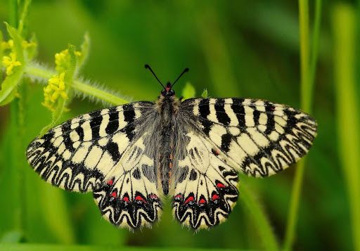 Foto di Gianluca Bencivenga