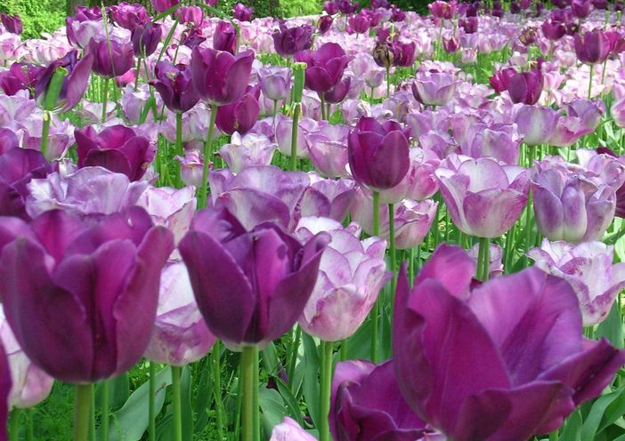 Coronavirus: a Pralormo annullato "Messer Tulipano 2020"