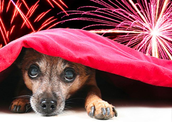Botti di Capodanno vietati a Torino, multe sino a 500 euro: ecco come proteggere gli animali Botti di Capodanno vietati a Torino, multe sino a 500 euro: ecco come proteggere gli animali