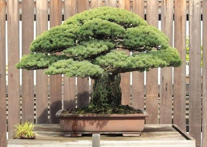 Storie di alberi e del mondo Storie di alberi e del mondo