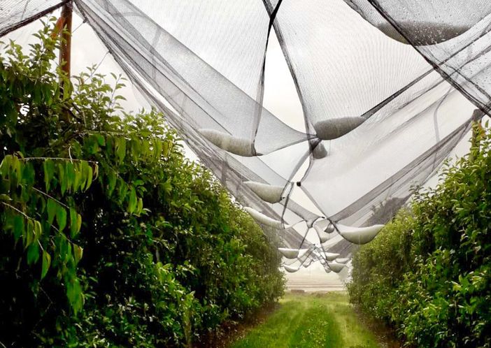 reti antigrandine reti antigrandine