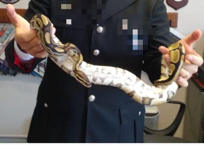 Venaria, un pitone di quasi 2 metri abbandonato in strada