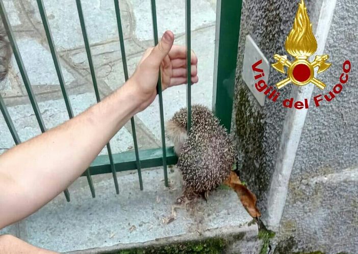 Riccio incastrato in un cancello salvato dai vigili del fuoco a Cantalupa