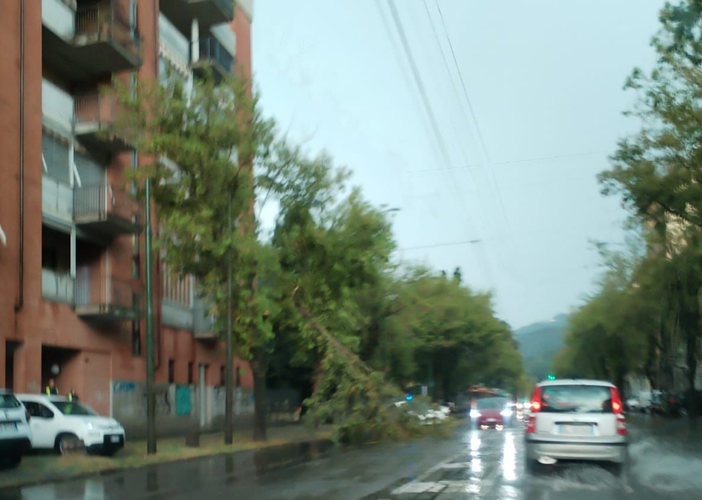 Maltempo, il comune fa la conta dei danni e raccomanda: &quot;Attenzione a sostare sotto gli alberi&quot;