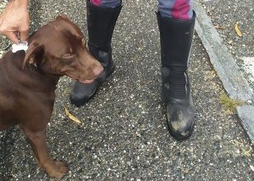 Rubano un cane e chiedono il riscatto al proprietario: scoperti e arrestati dalla Polizia