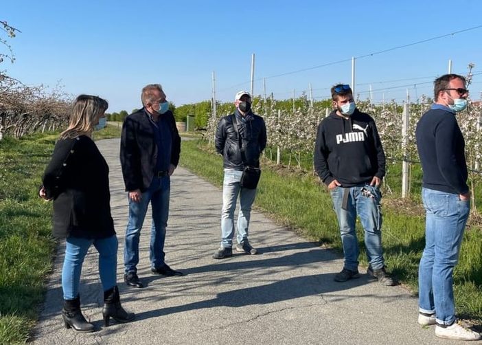 Gelata straordinaria nei frutteti del Saluzzese, Bongioanni: “Si garantisca almeno il 40% delle perdite” [VIDEO]