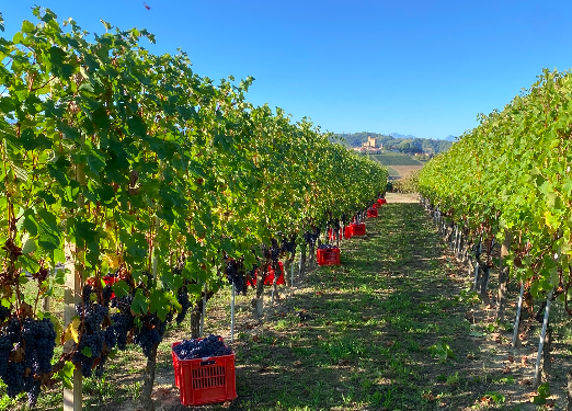 "Drink wines not labels", la serata ai vini "sconosciuti" all'Off Topic