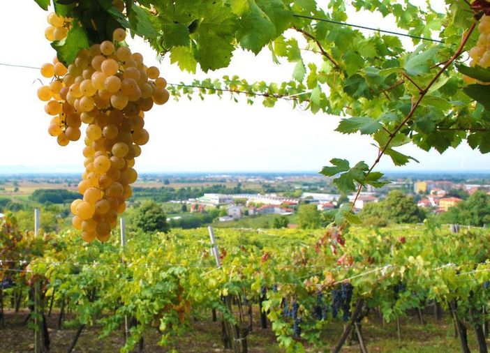 Polemica in Canavese da parte dei produttori di Erbaluce