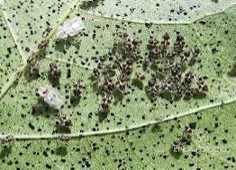A Torino platani infestati dalla tingide, Tresso: "Studiamo piano contro l'insetto" A Torino platani infestati dalla tingide, Tresso: "Studiamo piano contro l'insetto"