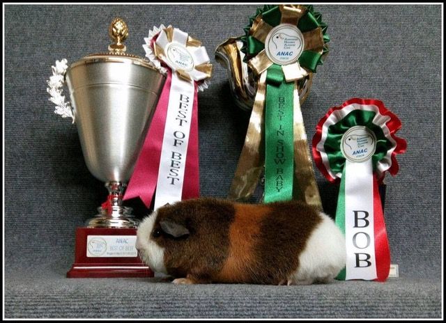 Piacenza: a Petsfestival, dal 19 al 20 ottobre, vanno in scena le cavie peruviane