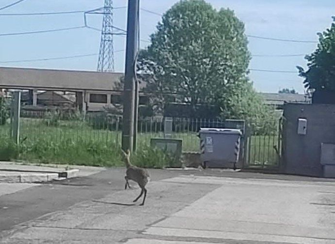 Piccolo cerbiatto scorrazza lungo via Buffa e diventa la 'star' di Nichelino